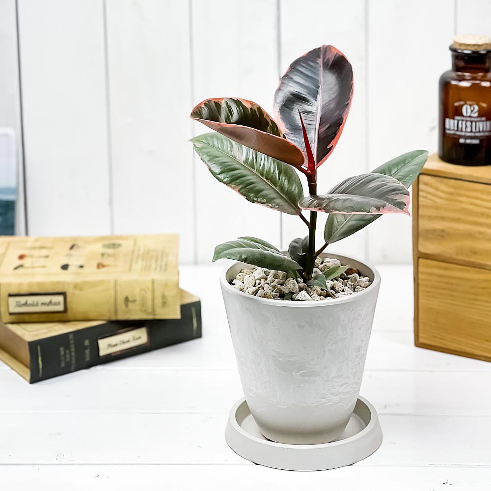 PLANCHU 観葉植物 フィカス ルビー 4号樹脂鉢 ホワイト サスティー付き 受け皿付き 育て方説明書付き Ficus elastica ‘Ruby’ ゴムノキ ゴムの木 インドゴムノキ