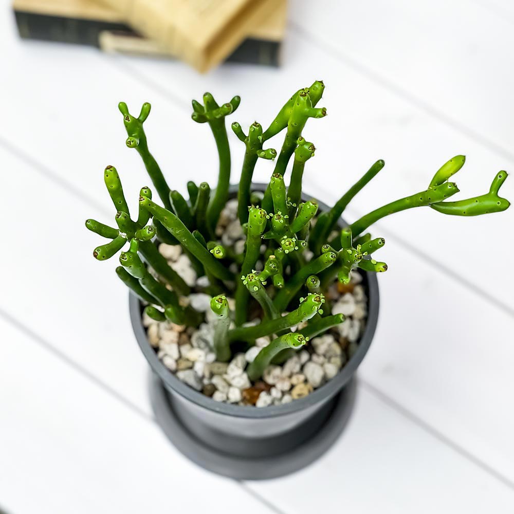 PLANCHU 観葉植物 ユーフォルビア セドロルム 4号樹脂鉢 ダークグレー サスティー付き 受け皿付き 育て方説明書付き Euphorbia cedrorum オンコクラータ 多肉植物