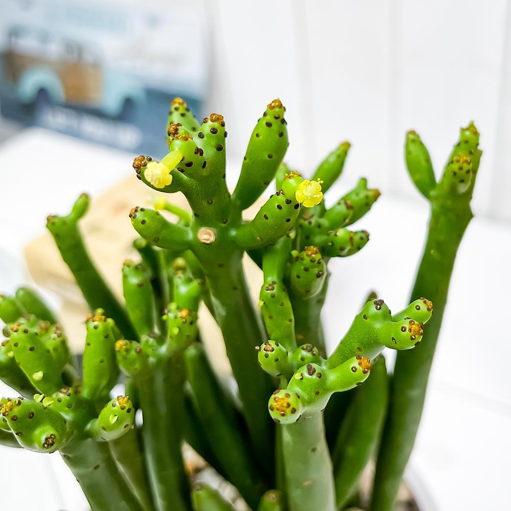 PLANCHU 観葉植物 ユーフォルビア セドロルム 4号樹脂鉢 ダークグレー サスティー付き 受け皿付き 育て方説明書付き Euphorbia cedrorum オンコクラータ 多肉植物