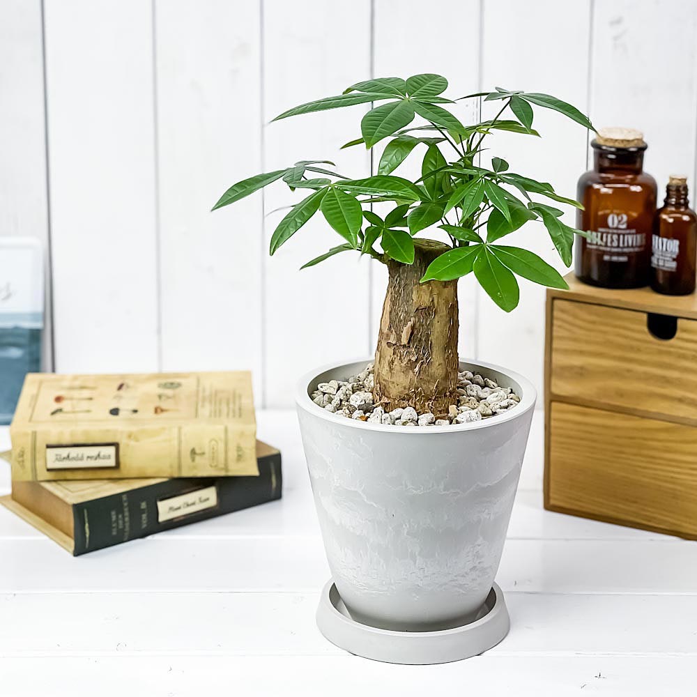 PLANCHU 観葉植物 パキラ 太幹 5号樹脂鉢 ホワイト サスティー付き 受け皿付き 育て方説明書付き Pachira glabra 発財樹