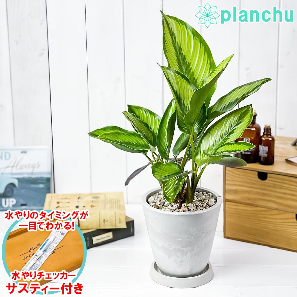 PLANCHU 観葉植物 カラテア ビューティースター 5号樹脂鉢 ホワイト サスティー付き 受け皿付き 育て方説明書付き Calathea 'Beauty Star'