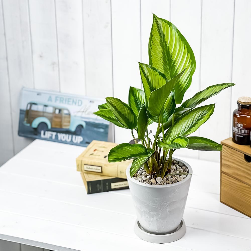 PLANCHU 観葉植物 カラテア ビューティースター 5号樹脂鉢 ホワイト サスティー付き 受け皿付き 育て方説明書付き Calathea 'Beauty Star'
