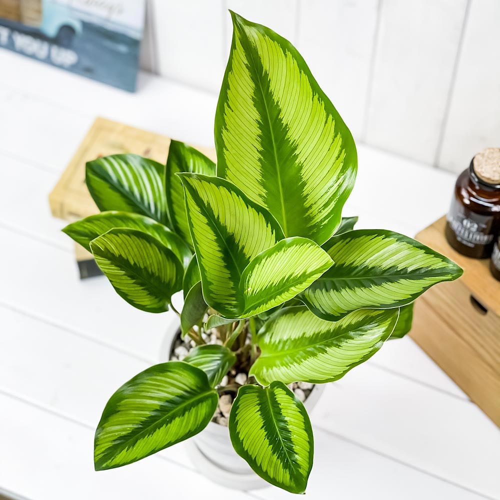 PLANCHU 観葉植物 カラテア ビューティースター 5号樹脂鉢 ホワイト サスティー付き 受け皿付き 育て方説明書付き Calathea 'Beauty Star'