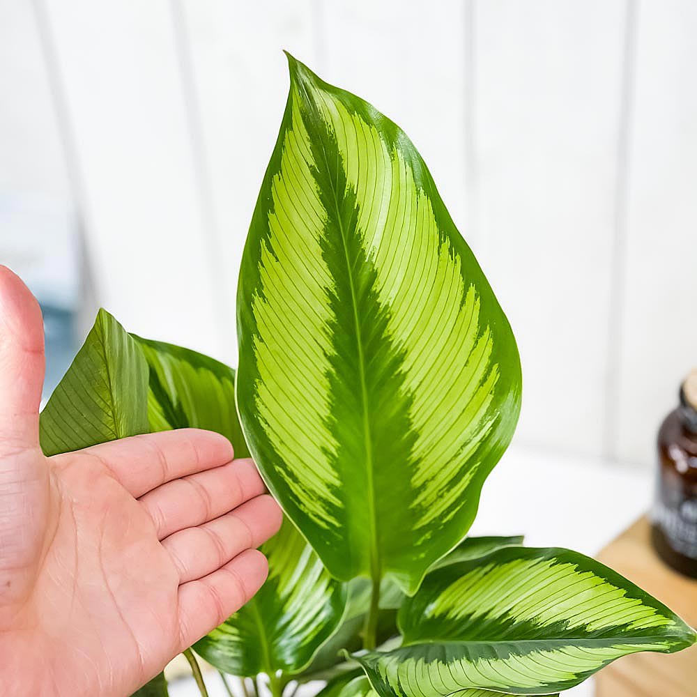 PLANCHU 観葉植物 カラテア ビューティースター 5号樹脂鉢 ホワイト サスティー付き 受け皿付き 育て方説明書付き Calathea 'Beauty Star'