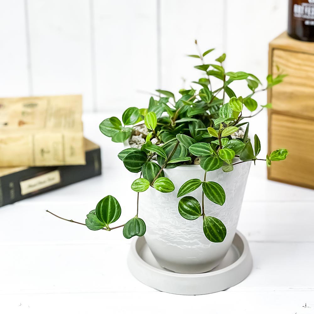 PLANCHU 観葉植物 ペペロミア ビートル 4号樹脂鉢 ホワイト サスティー付き 受け皿付き 育て方説明書付き Peperomia angulata アングラータ