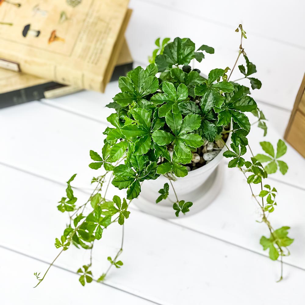 PLANCHU 観葉植物 パーセノシッサス シュガーバイン 4号樹脂鉢 ホワイト サスティー付き 受け皿付き 育て方説明書付き Parthenocissus ‘Sugar Vine’