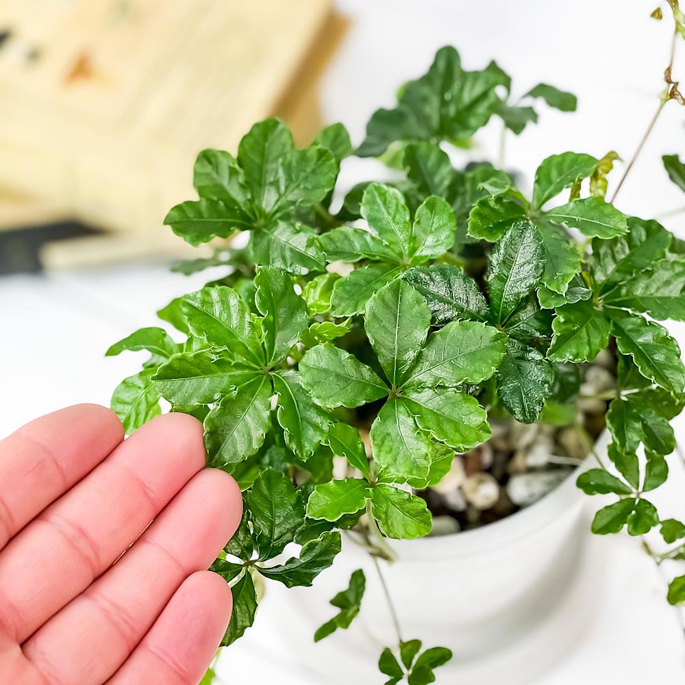 PLANCHU 観葉植物 パーセノシッサス シュガーバイン 4号樹脂鉢 ホワイト サスティー付き 受け皿付き 育て方説明書付き Parthenocissus ‘Sugar Vine’