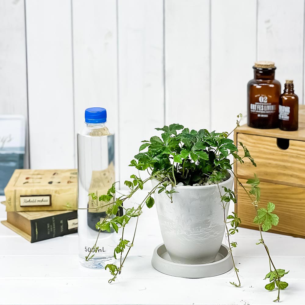 PLANCHU 観葉植物 パーセノシッサス シュガーバイン 4号樹脂鉢 ホワイト サスティー付き 受け皿付き 育て方説明書付き Parthenocissus ‘Sugar Vine’