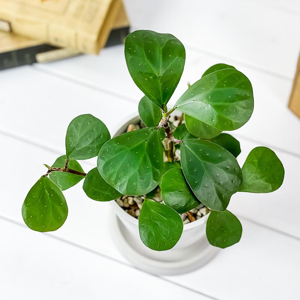 PLANCHU 観葉植物 フィカス デルトイデア 4号樹脂鉢 ホワイト サスティー付き 受け皿付き 育て方説明書付き Ficus deltoidea コバンボダイジュ 小判菩提樹