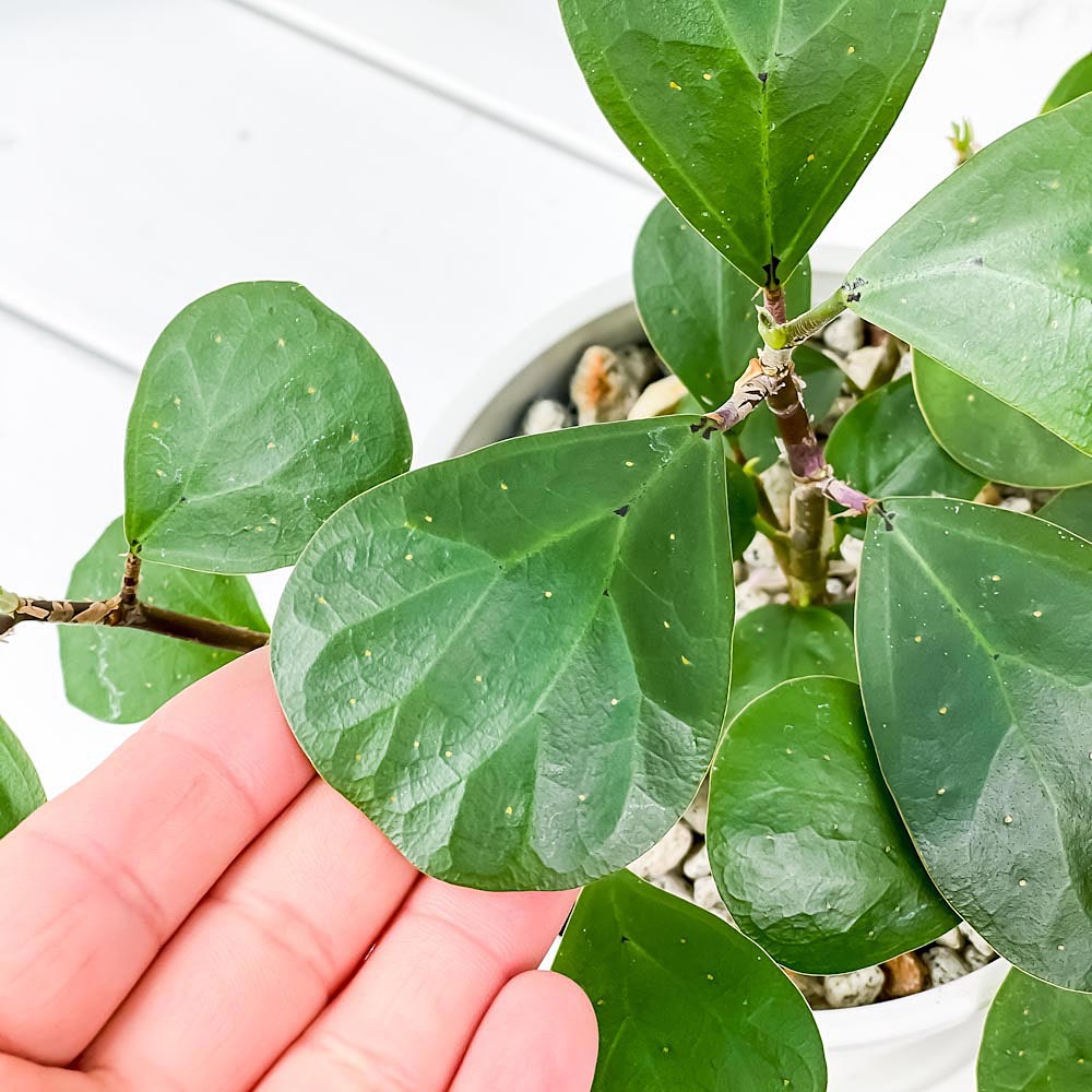 PLANCHU 観葉植物 フィカス デルトイデア 4号樹脂鉢 ホワイト サスティー付き 受け皿付き 育て方説明書付き Ficus deltoidea コバンボダイジュ 小判菩提樹