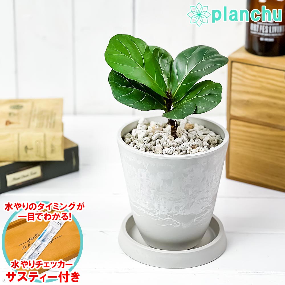 PLANCHU 観葉植物 フィカス リラータ 4号樹脂鉢 ホワイト サスティー付き 受け皿付き 育て方説明書付き Ficus lyrata カシワバゴムノキ ゴムの木