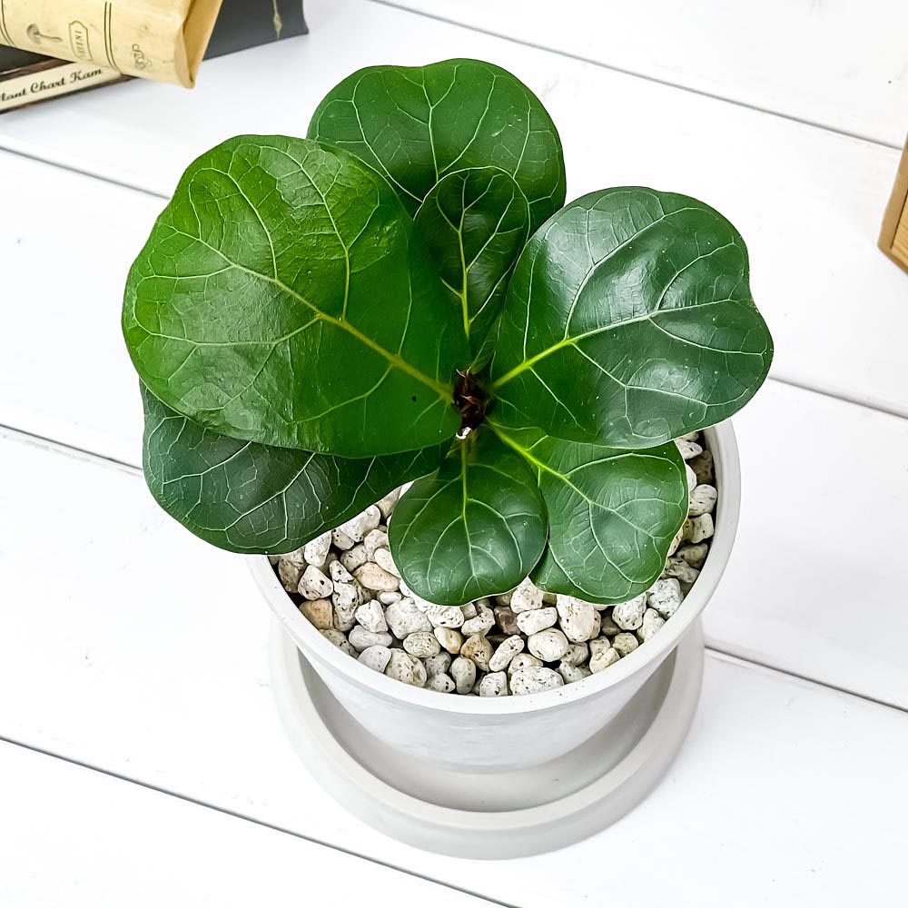 PLANCHU 観葉植物 フィカス リラータ 4号樹脂鉢 ホワイト サスティー付き 受け皿付き 育て方説明書付き Ficus lyrata カシワバゴムノキ ゴムの木