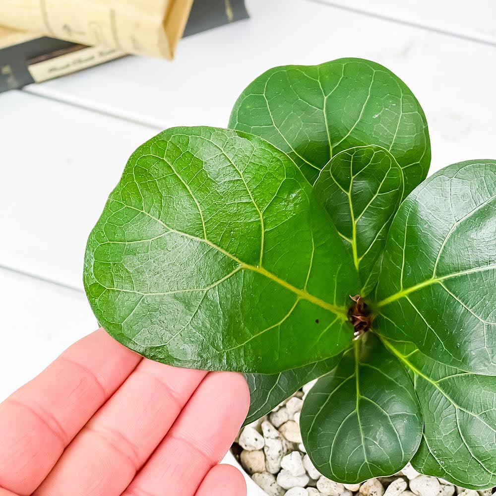 PLANCHU 観葉植物 フィカス リラータ 4号樹脂鉢 ホワイト サスティー付き 受け皿付き 育て方説明書付き Ficus lyrata カシワバゴムノキ ゴムの木