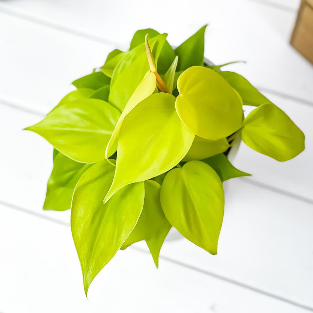 PLANCHU 観葉植物 フィロデンドロン オキシカルディウム ライム 4号樹脂鉢 ホワイト サスティー付き 受け皿付き 育て方説明書付き オキシカルジウム アロイド
