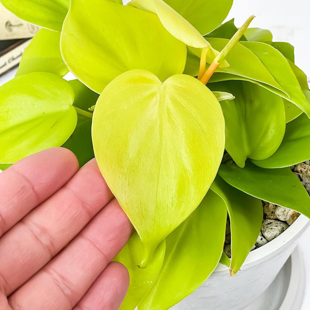 PLANCHU 観葉植物 フィロデンドロン オキシカルディウム ライム 4号樹脂鉢 ホワイト サスティー付き 受け皿付き 育て方説明書付き オキシカルジウム アロイド