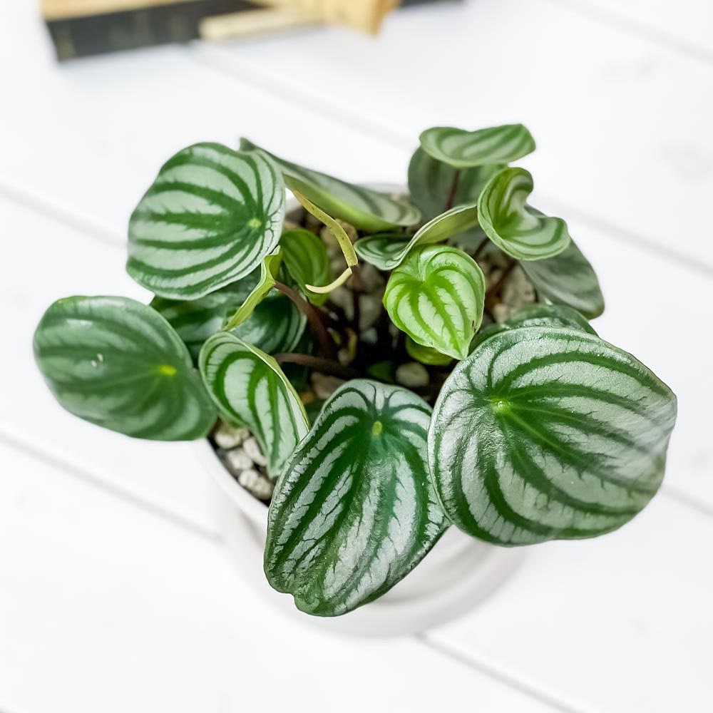 PLANCHU 観葉植物 ペペロミア アルギレイア 4号樹脂鉢 ホワイト サスティー付き 受け皿付き 育て方説明書付き Peperomia argyreia スイカペペ