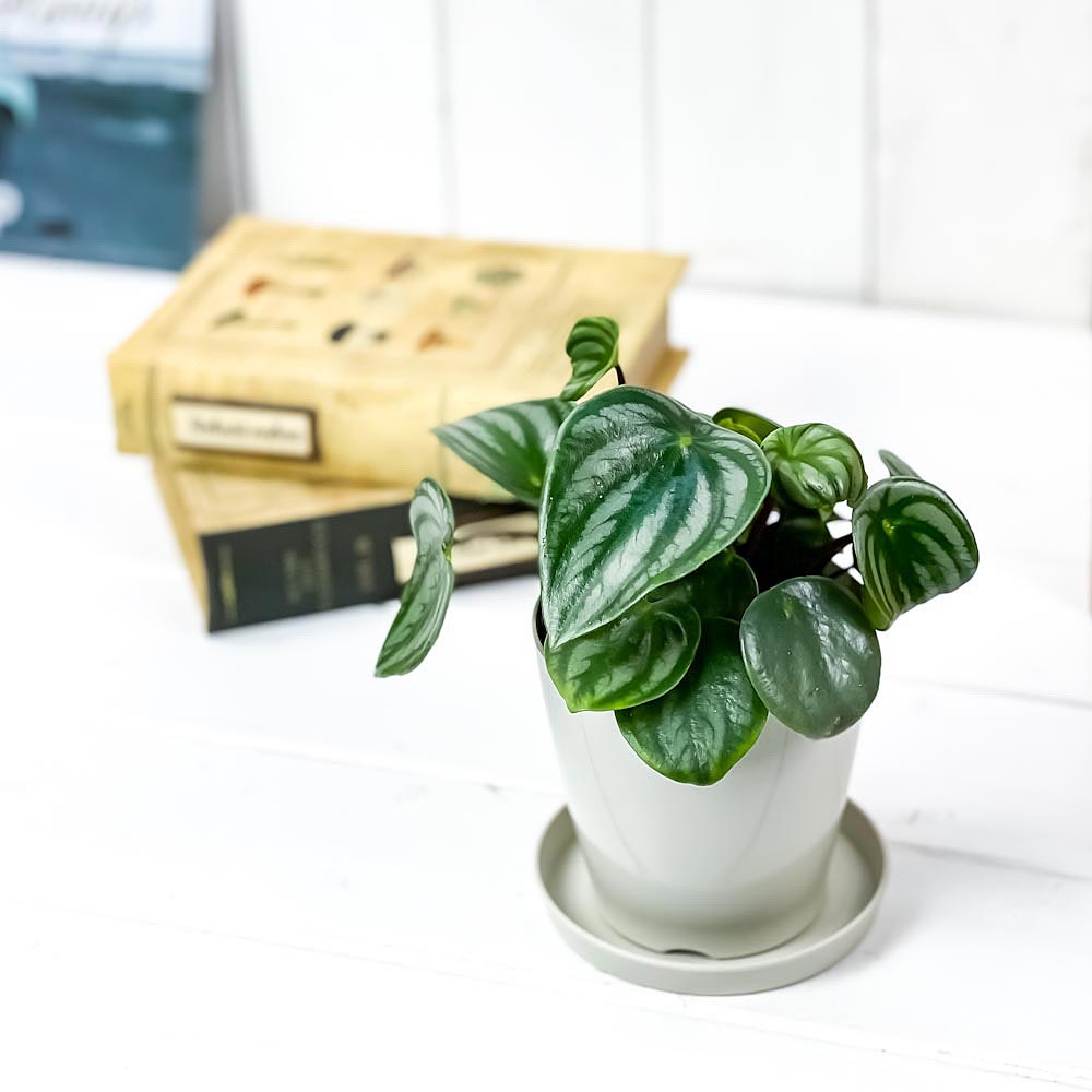 PLANCHU 観葉植物 ペペロミア アルギレイア 3.5号鉢 受け皿付き 育て方説明書付き Peperomia argyreia スイカペペ