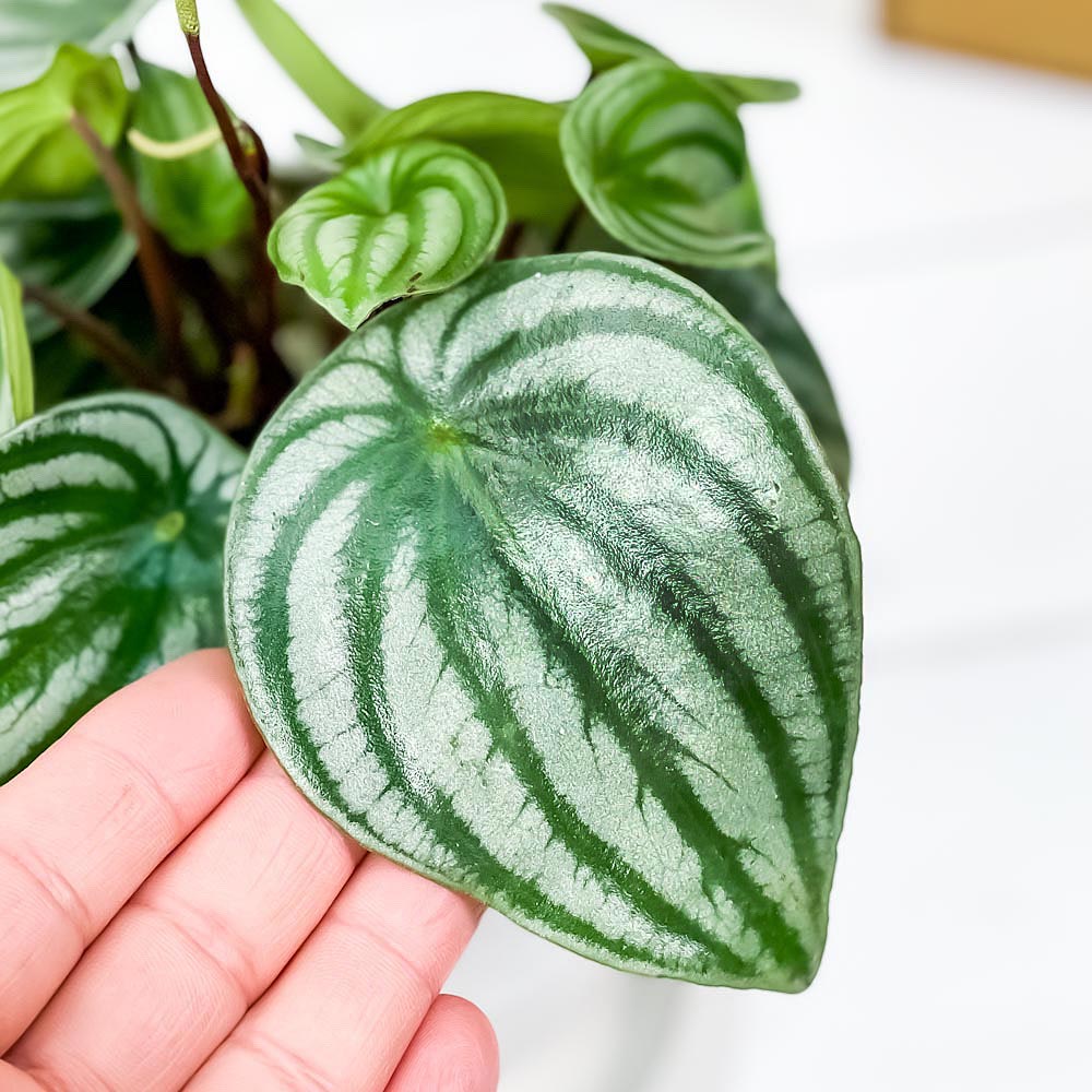 PLANCHU 観葉植物 ペペロミア アルギレイア 3.5号鉢 受け皿付き 育て方説明書付き Peperomia argyreia スイカペペ