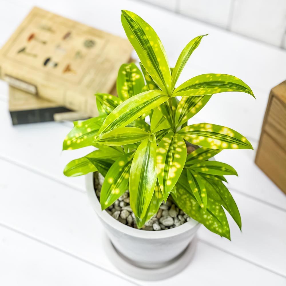 PLANCHU 観葉植物 ドラセナ ファニータ 5号樹脂鉢 ホワイト サスティー付き 受け皿付き 育て方説明書付き スルクローサ ゴッドセフィアナ 激レア品種