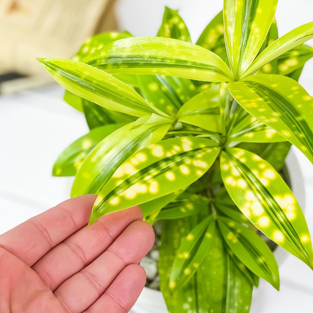 PLANCHU 観葉植物 ドラセナ ファニータ 5号樹脂鉢 ホワイト サスティー付き 受け皿付き 育て方説明書付き スルクローサ ゴッドセフィアナ 激レア品種