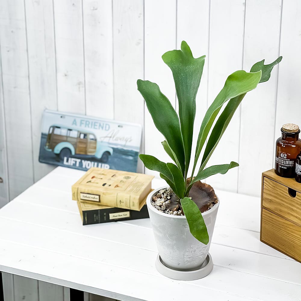 PLANCHU 観葉植物 プラティケリウム ネザーランズ 5号樹脂鉢 ホワイト サスティー付き 受け皿付き 育て方説明書付き ネザーランド ビカクシダ コウモリラン シダ植物
