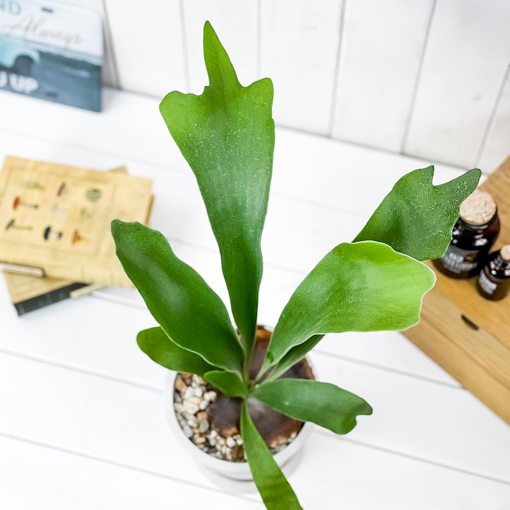 PLANCHU 観葉植物 プラティケリウム ネザーランズ 5号樹脂鉢 ホワイト サスティー付き 受け皿付き 育て方説明書付き ネザーランド ビカクシダ コウモリラン シダ植物