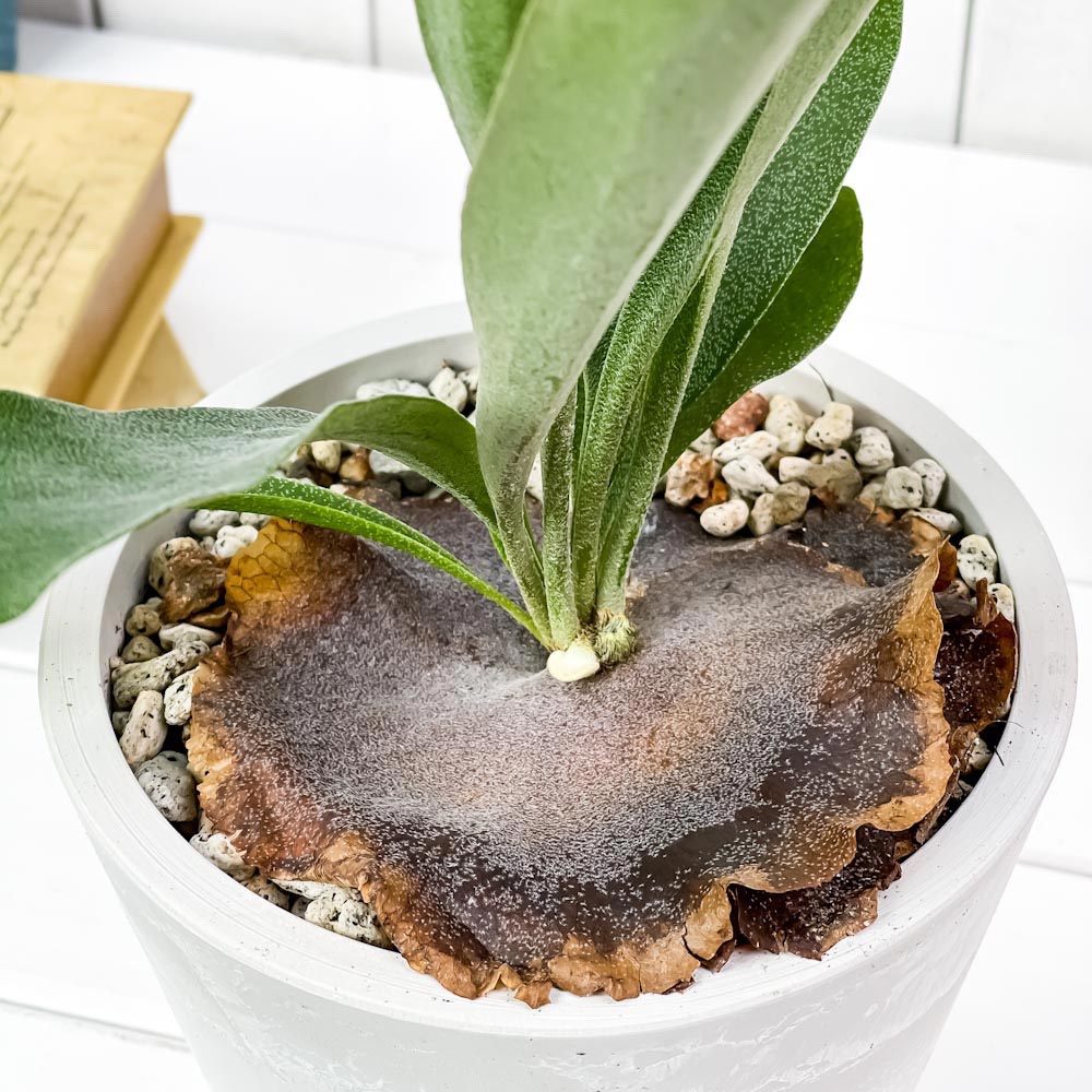 PLANCHU 観葉植物 プラティケリウム ネザーランズ 5号樹脂鉢 ホワイト サスティー付き 受け皿付き 育て方説明書付き ネザーランド ビカクシダ コウモリラン シダ植物