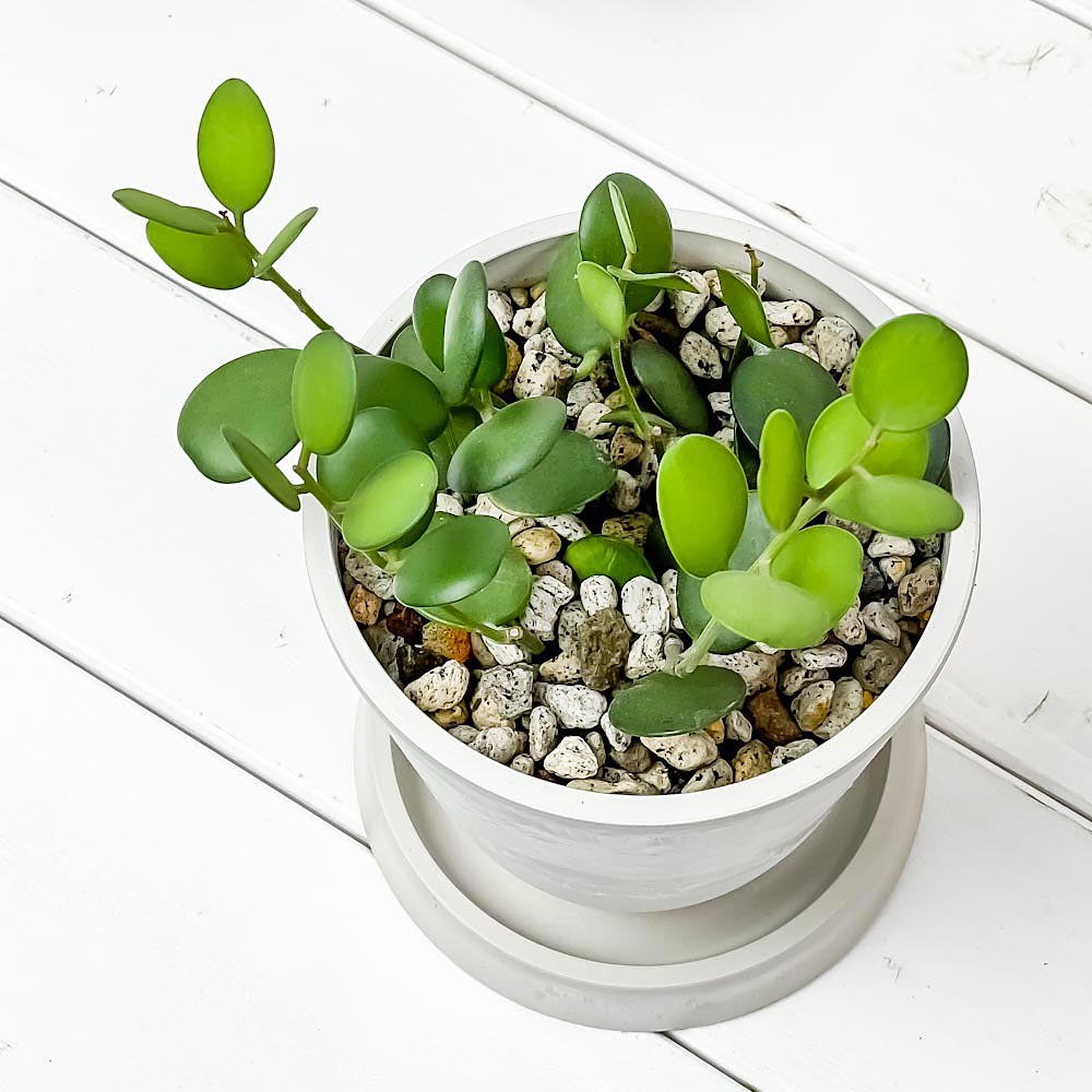 PLANCHU 観葉植物 グリーンドラム 4号樹脂鉢 ホワイト サスティー付き 受け皿付き 育て方説明書付き Xerosicyos danguyi クセロシキオス 緑の太鼓 多肉植物