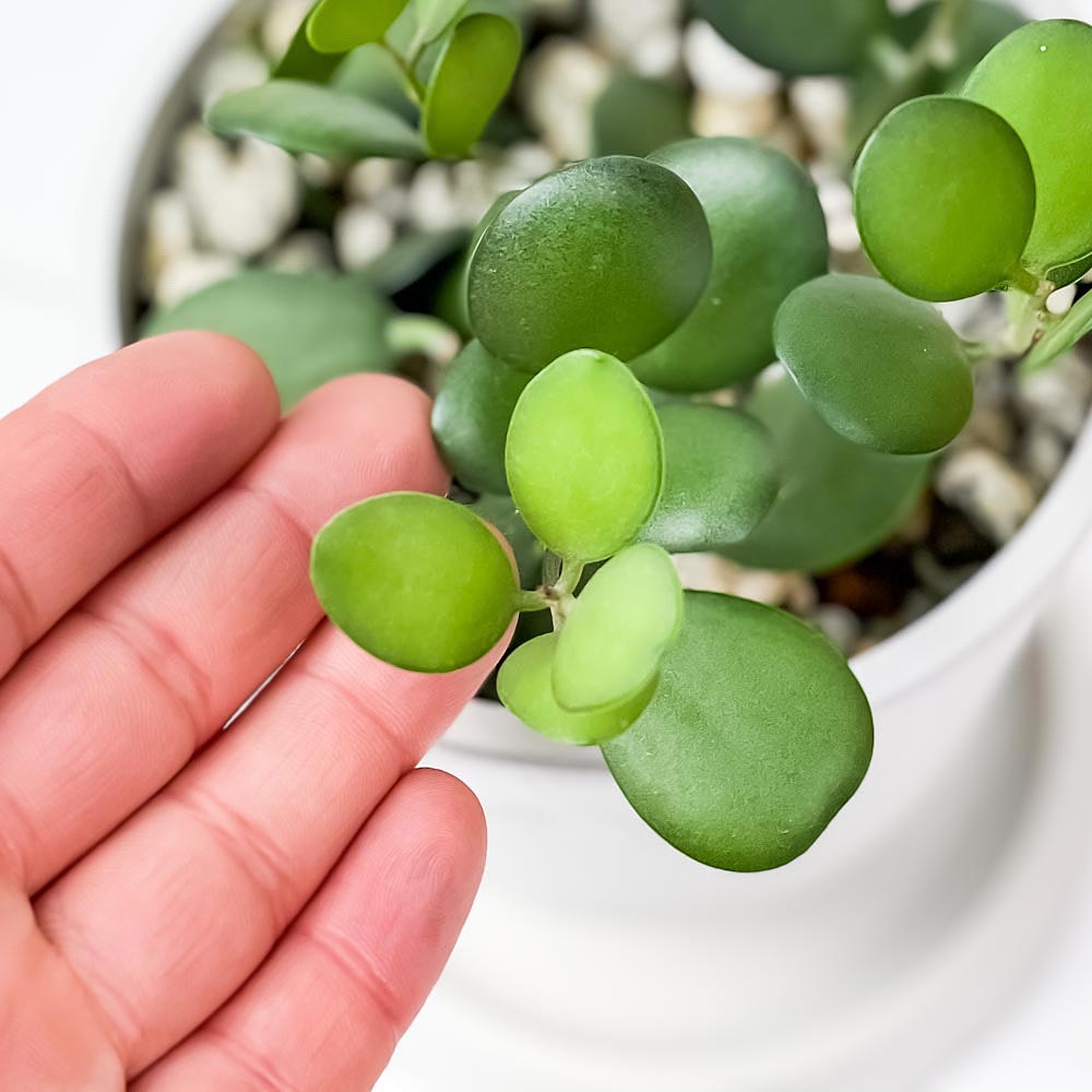 PLANCHU 観葉植物 グリーンドラム 4号樹脂鉢 ホワイト サスティー付き 受け皿付き 育て方説明書付き Xerosicyos danguyi クセロシキオス 緑の太鼓 多肉植物