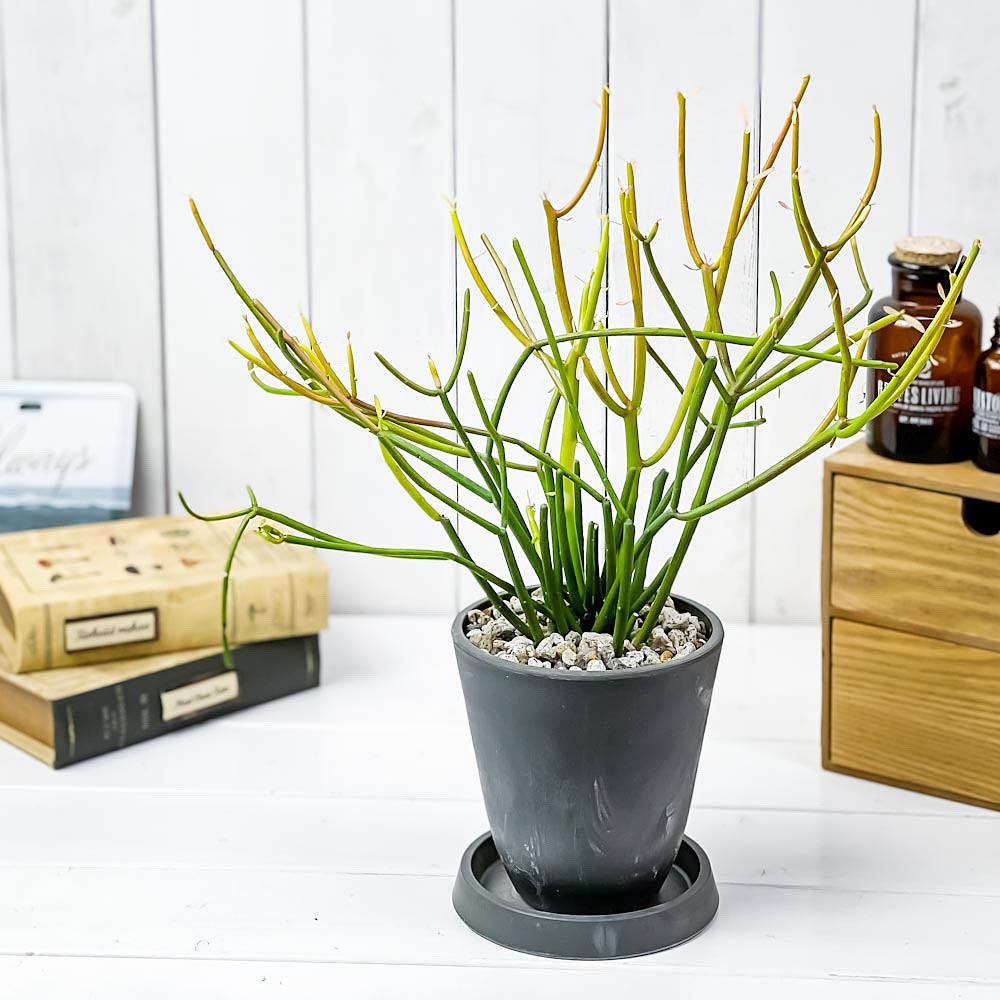 PLANCHU 観葉植物 ユーフォルビア ファイヤースティック 4号樹脂鉢 ダークグレー サスティー付き 受け皿付き 育て方説明書付き 多肉植物