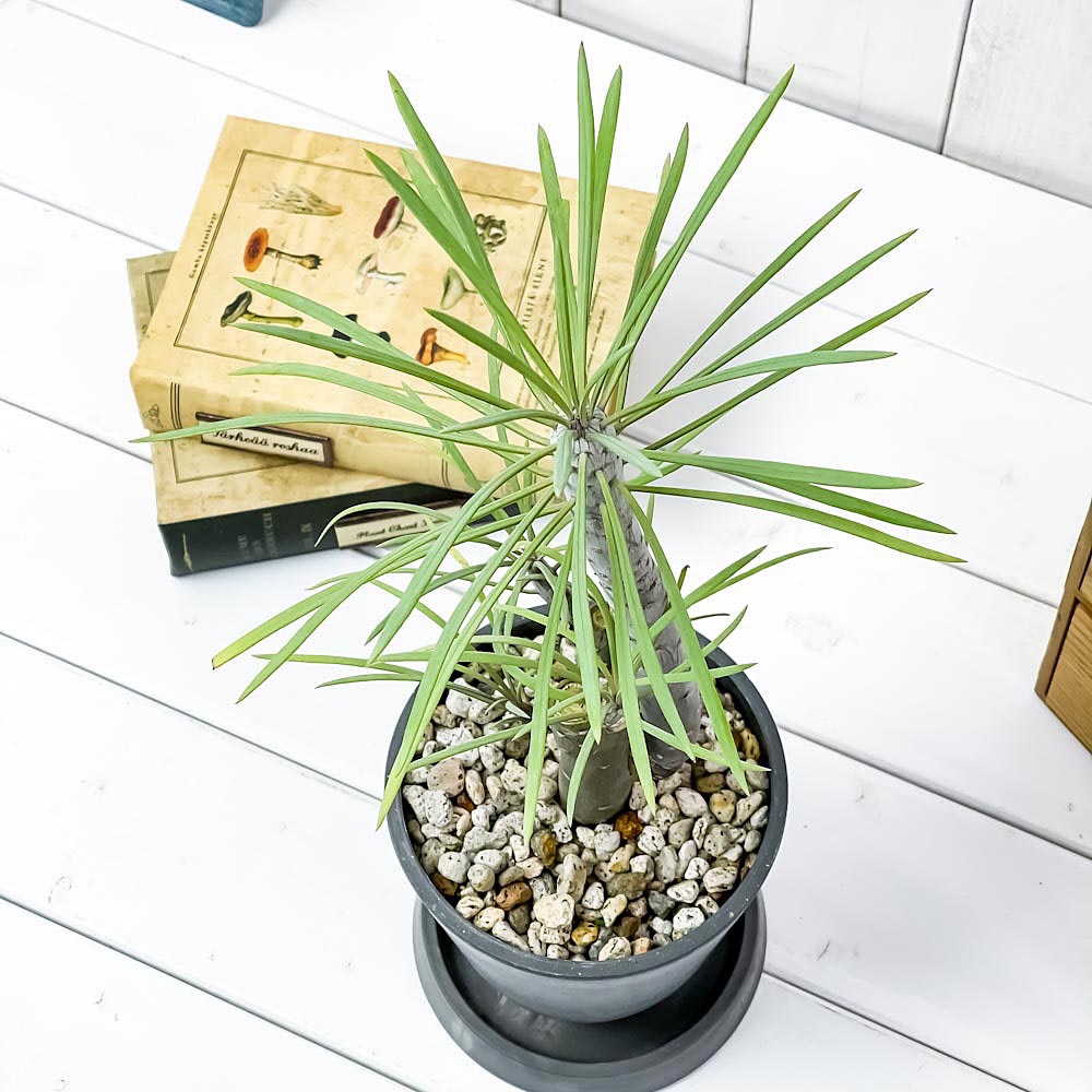 PLANCHU 観葉植物 モンキーツリー 4号樹脂鉢 ダークグレー サスティー付き 受け皿付き 育て方説明書付き Senecio kleinia neriifolia セネシオ クレイニア 天竜 多肉植物