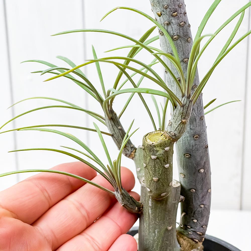 PLANCHU 観葉植物 モンキーツリー 4号樹脂鉢 ダークグレー サスティー付き 受け皿付き 育て方説明書付き Senecio kleinia neriifolia セネシオ クレイニア 天竜 多肉植物