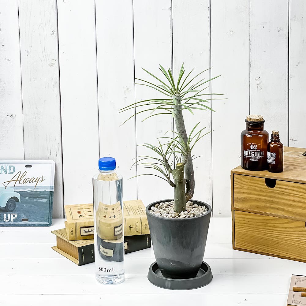 PLANCHU 観葉植物 モンキーツリー 4号樹脂鉢 ダークグレー サスティー付き 受け皿付き 育て方説明書付き Senecio kleinia neriifolia セネシオ クレイニア 天竜 多肉植物