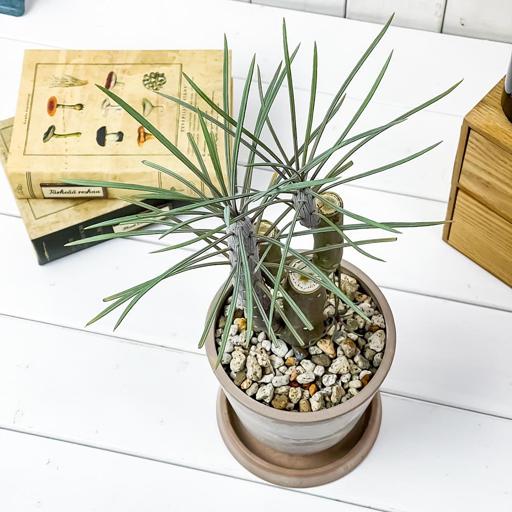 PLANCHU 観葉植物 モンキーツリー 4号樹脂鉢 ベージュ サスティー付き 受け皿付き 育て方説明書付き Senecio kleinia neriifolia セネシオ クレイニア 天竜 多肉植物
