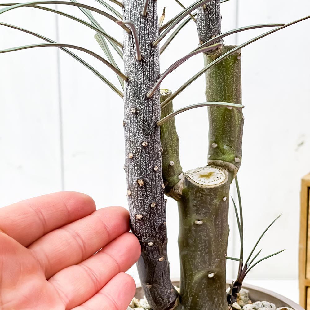 PLANCHU 観葉植物 モンキーツリー 4号樹脂鉢 ベージュ サスティー付き 受け皿付き 育て方説明書付き Senecio kleinia neriifolia セネシオ クレイニア 天竜 多肉植物