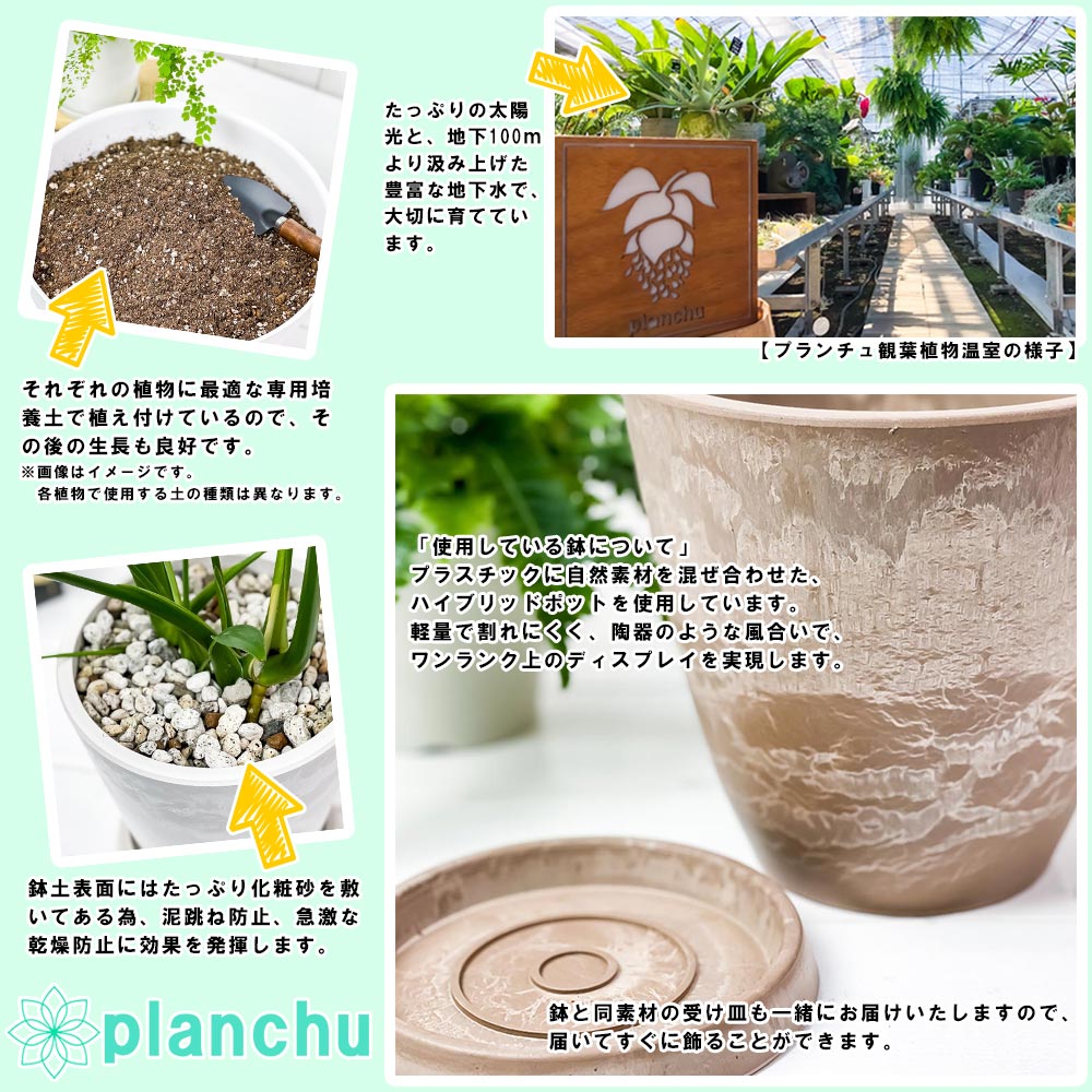 PLANCHU 観葉植物 モンキーツリー 4号樹脂鉢 ベージュ サスティー付き 受け皿付き 育て方説明書付き Senecio kleinia neriifolia セネシオ クレイニア 天竜 多肉植物