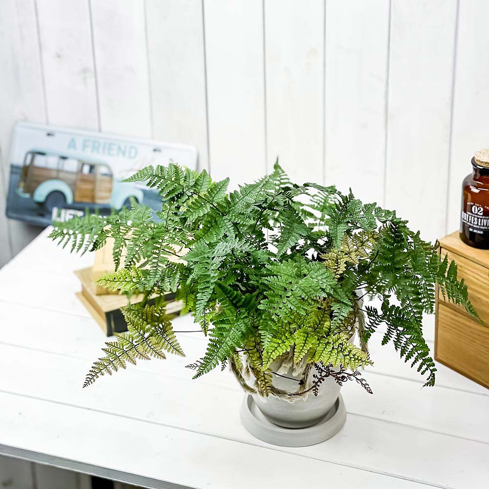 PLANCHU 観葉植物 ダバリア トキワシノブ 5号樹脂鉢 ホワイト サスティー付き 受け皿付き 育て方説明書付き Davallia tyermannii シダ植物 常盤忍