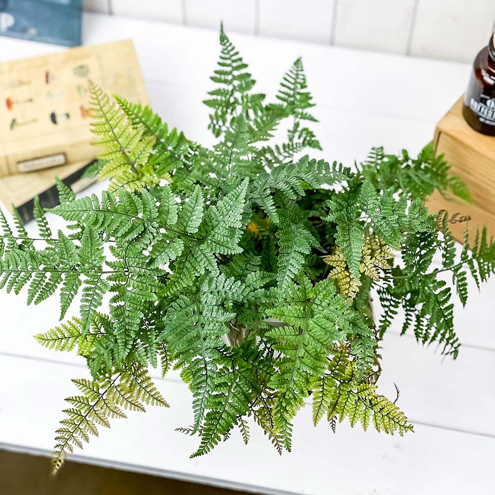 PLANCHU 観葉植物 ダバリア トキワシノブ 5号樹脂鉢 ホワイト サスティー付き 受け皿付き 育て方説明書付き Davallia tyermannii シダ植物 常盤忍