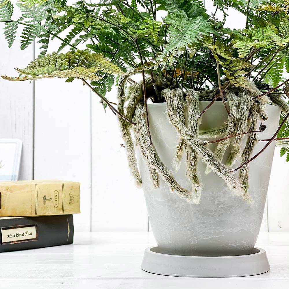 PLANCHU 観葉植物 ダバリア トキワシノブ 5号樹脂鉢 ホワイト サスティー付き 受け皿付き 育て方説明書付き Davallia tyermannii シダ植物 常盤忍