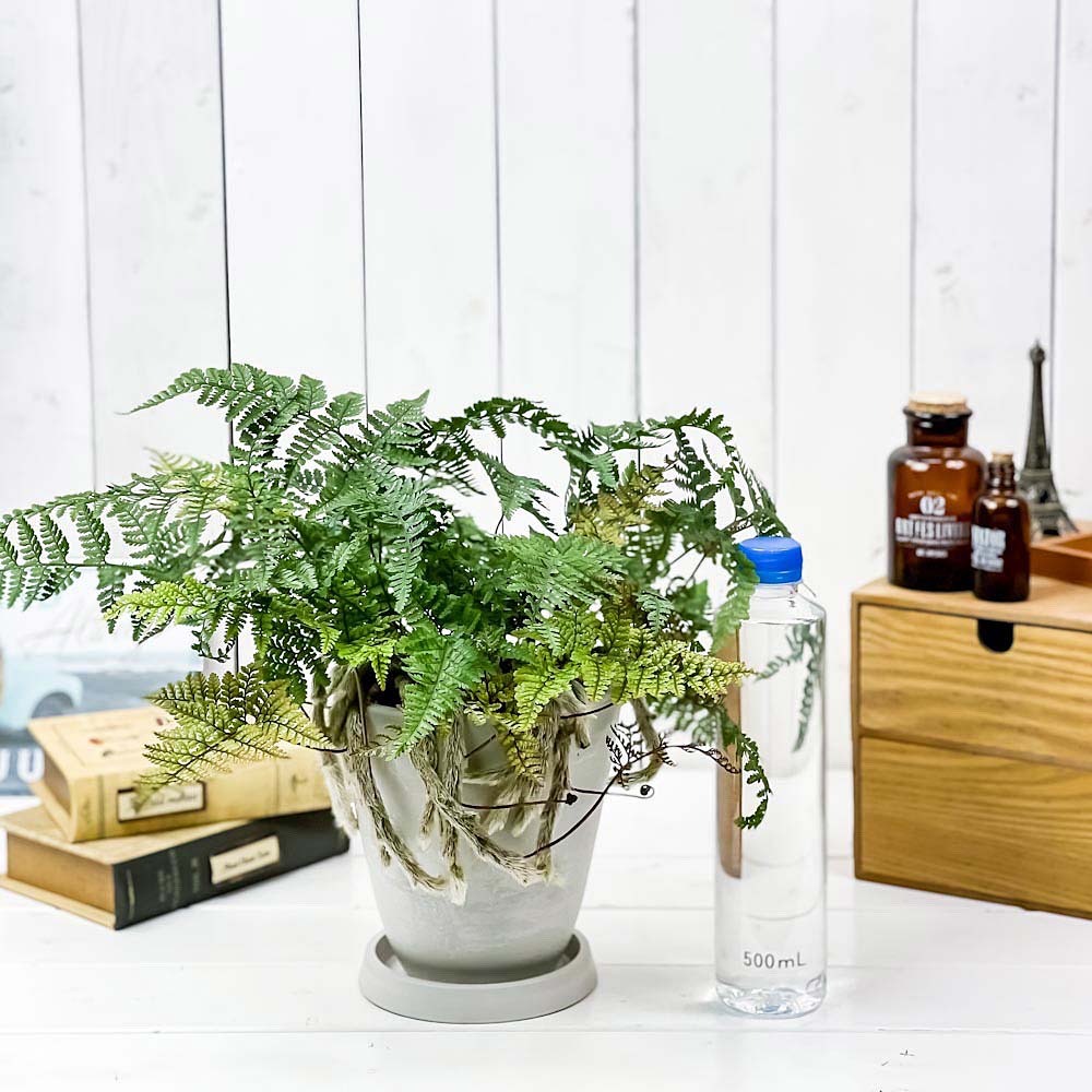 PLANCHU 観葉植物 ダバリア トキワシノブ 5号樹脂鉢 ホワイト サスティー付き 受け皿付き 育て方説明書付き Davallia tyermannii シダ植物 常盤忍