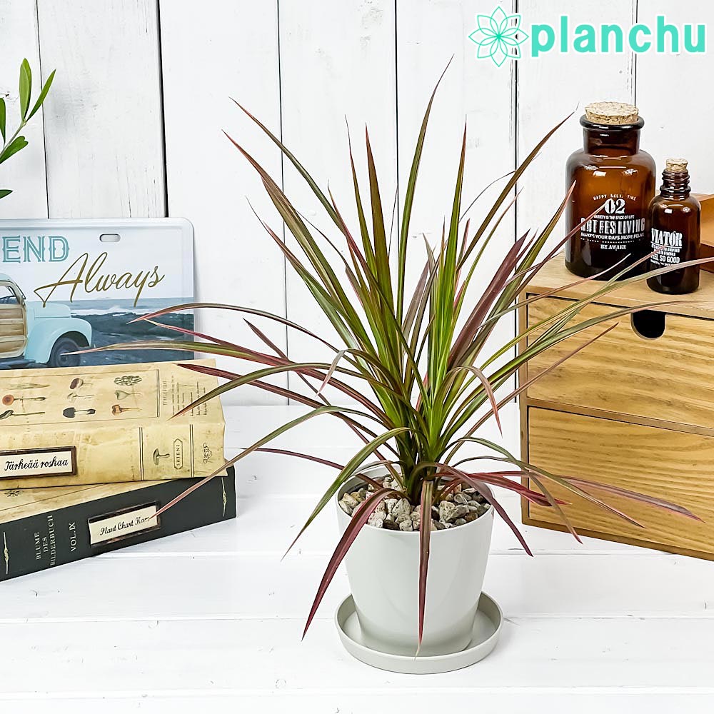 PLANCHU 観葉植物 ドラセナ マルギナータ レインボー 3.5号鉢 受け皿