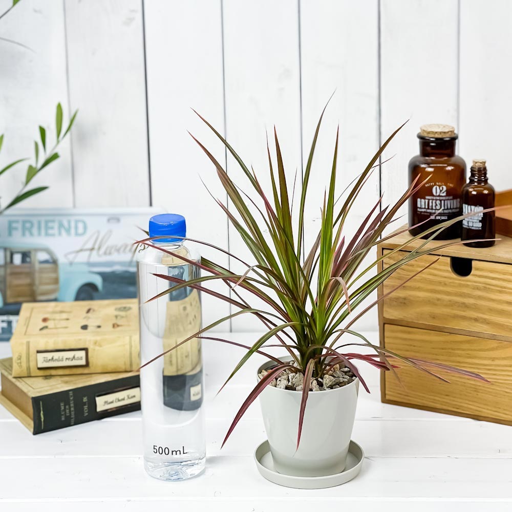 PLANCHU 観葉植物 ドラセナ マルギナータ レインボー 3.5号鉢 受け皿付き 育て方説明書付き Dracaena marginata ‘Rainbow’ 真実の木 マジナータ コンシンネ コンシナ