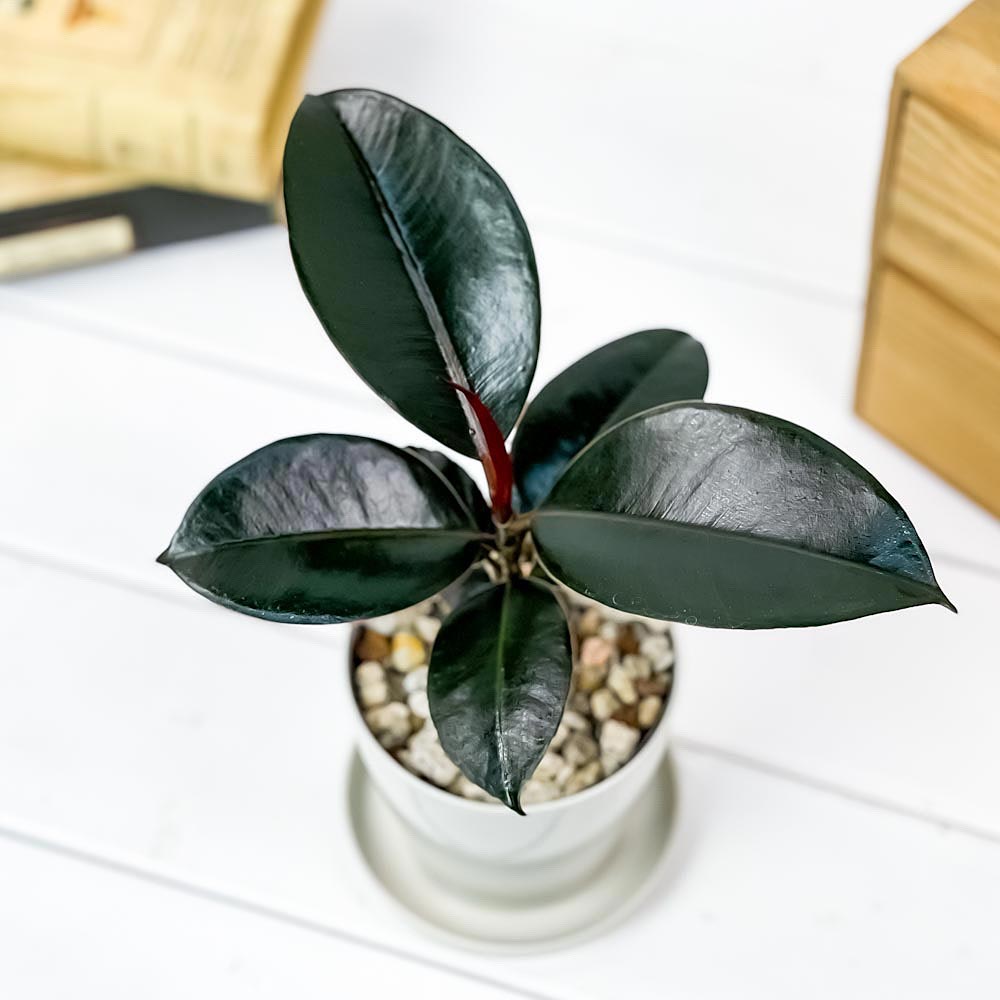 PLANCHU 観葉植物 フィカス バーガンディ 3.5号鉢 受け皿付き 育て方説明書付き Ficus elastica ‘Burgundy’ ゴムノキ ゴムの木 インドゴムノキ