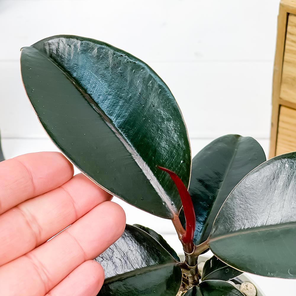 PLANCHU 観葉植物 フィカス バーガンディ 3.5号鉢 受け皿付き 育て方説明書付き Ficus elastica ‘Burgundy’ ゴムノキ ゴムの木 インドゴムノキ