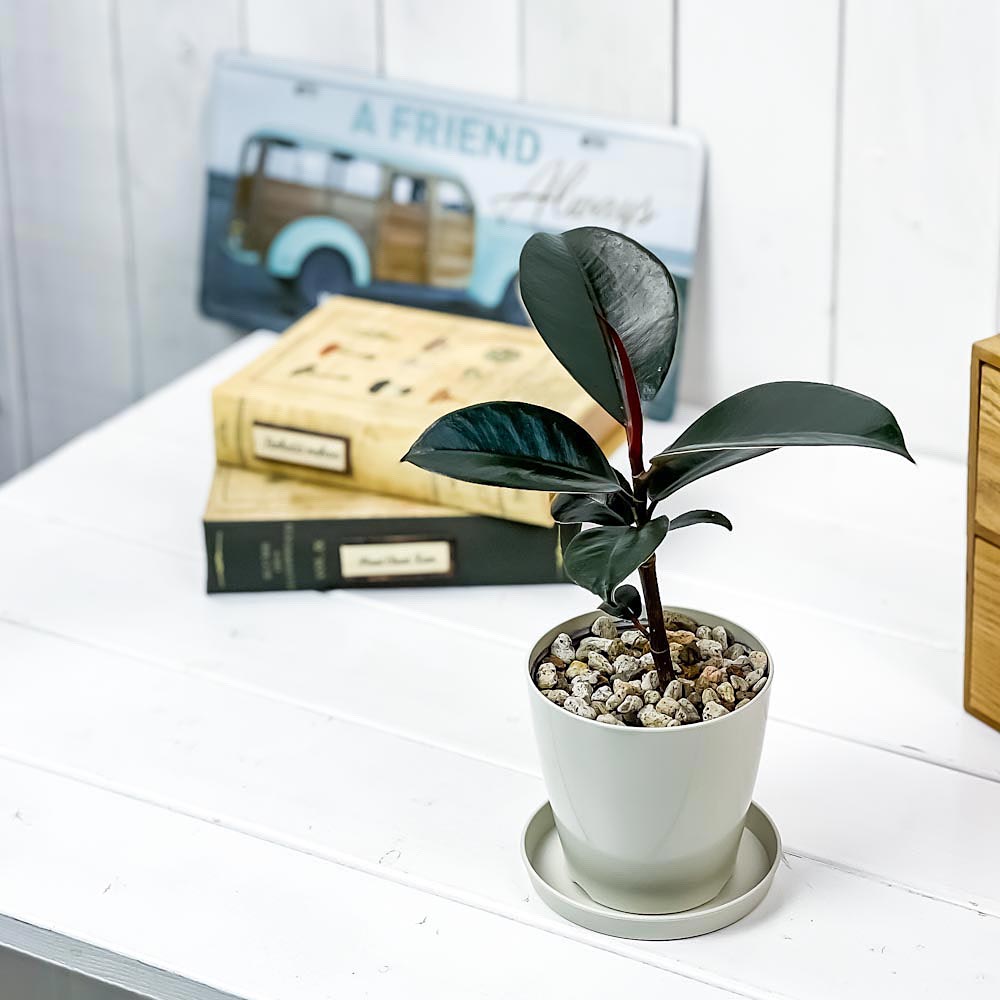 PLANCHU 観葉植物 フィカス バーガンディ 3.5号鉢 受け皿付き 育て方説明書付き Ficus elastica ‘Burgundy’ ゴムノキ ゴムの木 インドゴムノキ