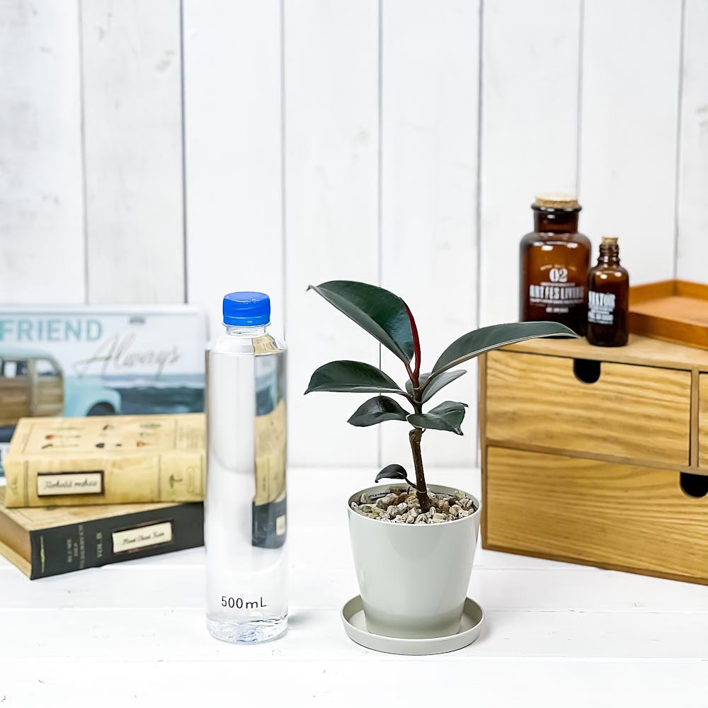 PLANCHU 観葉植物 フィカス バーガンディ 3.5号鉢 受け皿付き 育て方説明書付き Ficus elastica ‘Burgundy’ ゴムノキ ゴムの木 インドゴムノキ