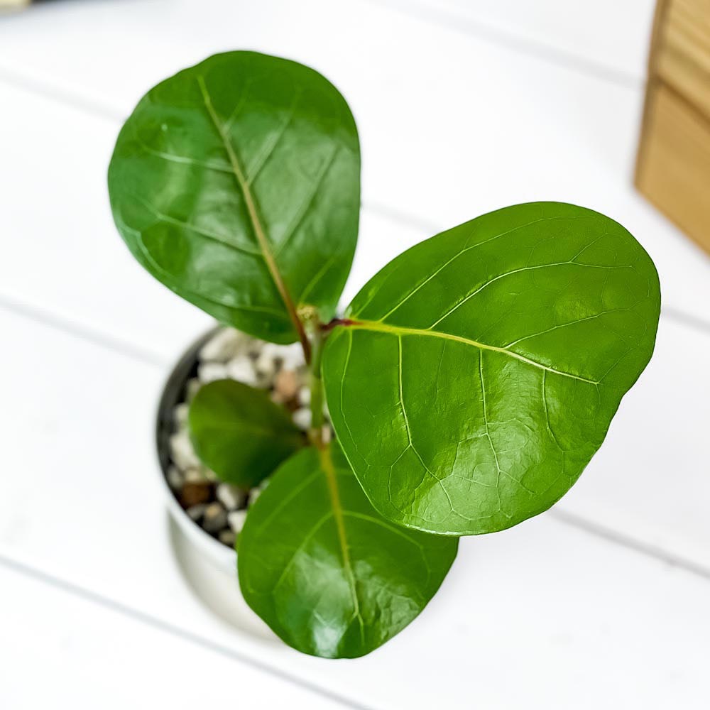 PLANCHU 観葉植物 ココロバ シーグレープ 3.5号鉢 受け皿付き 育て方説明書付き Coccoloba uvifera ハマベブドウ