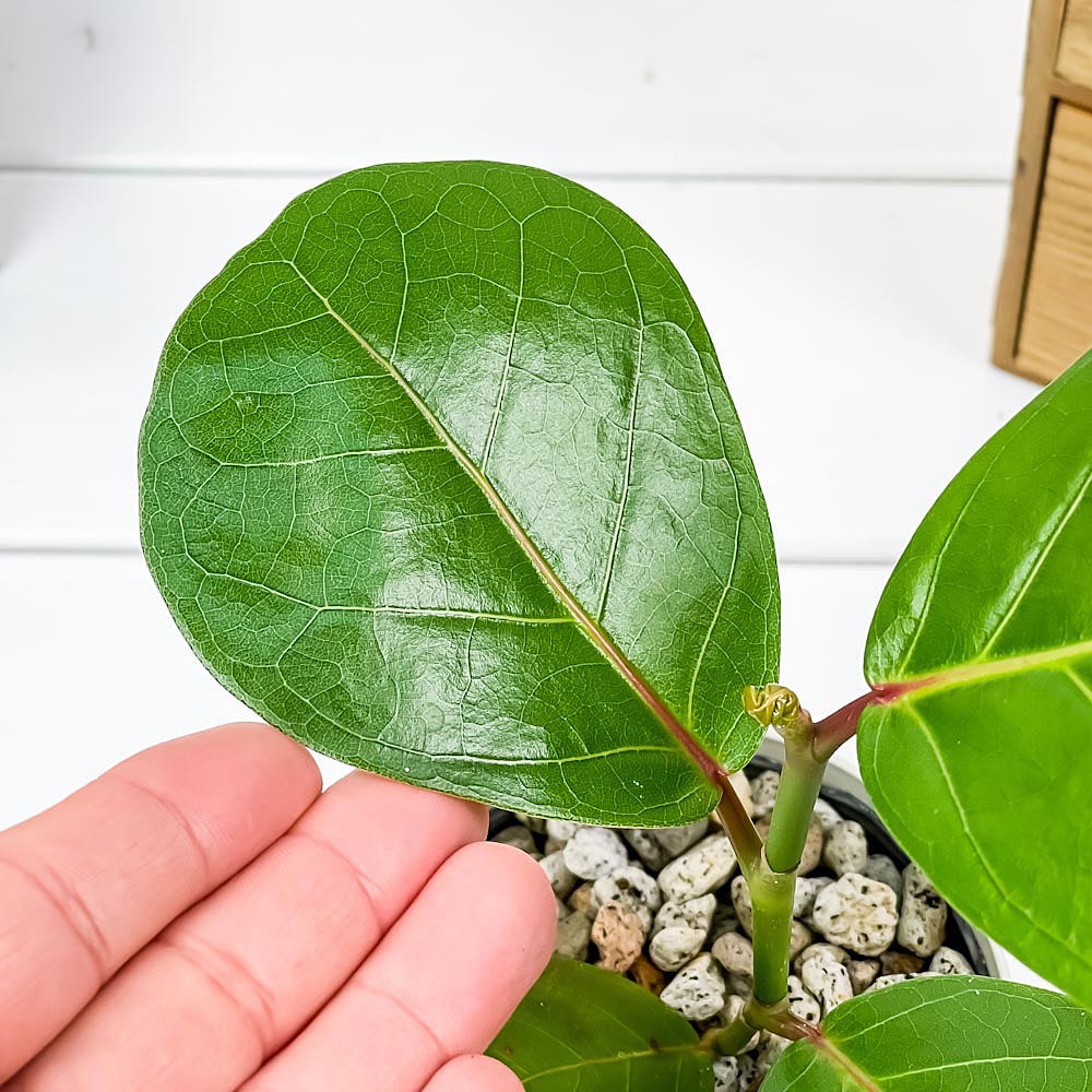 PLANCHU 観葉植物 ココロバ シーグレープ 3.5号鉢 受け皿付き 育て方説明書付き Coccoloba uvifera ハマベブドウ