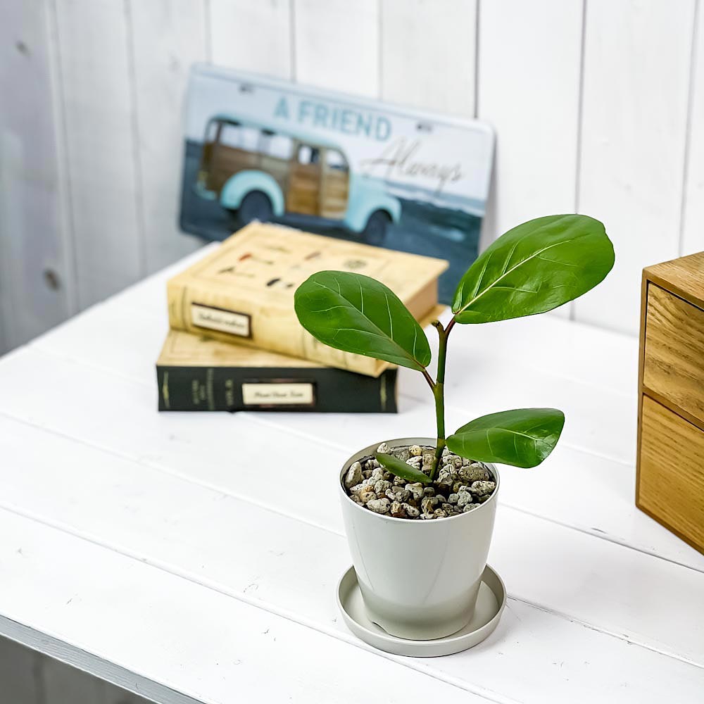 PLANCHU 観葉植物 ココロバ シーグレープ 3.5号鉢 受け皿付き 育て方説明書付き Coccoloba uvifera ハマベブドウ