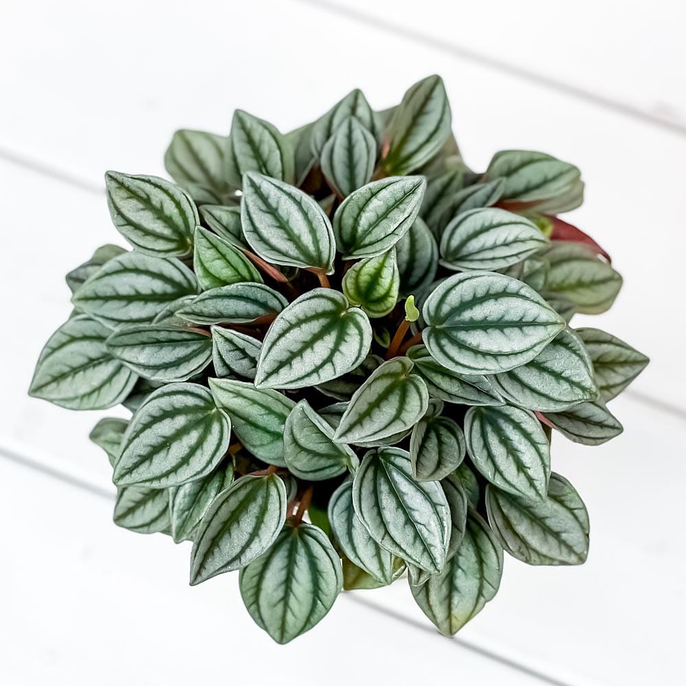 PLANCHU 観葉植物 ペペロミア ナポリナイツ 3.5号鉢 受け皿付き 育て方説明書付き Peperomia cv.